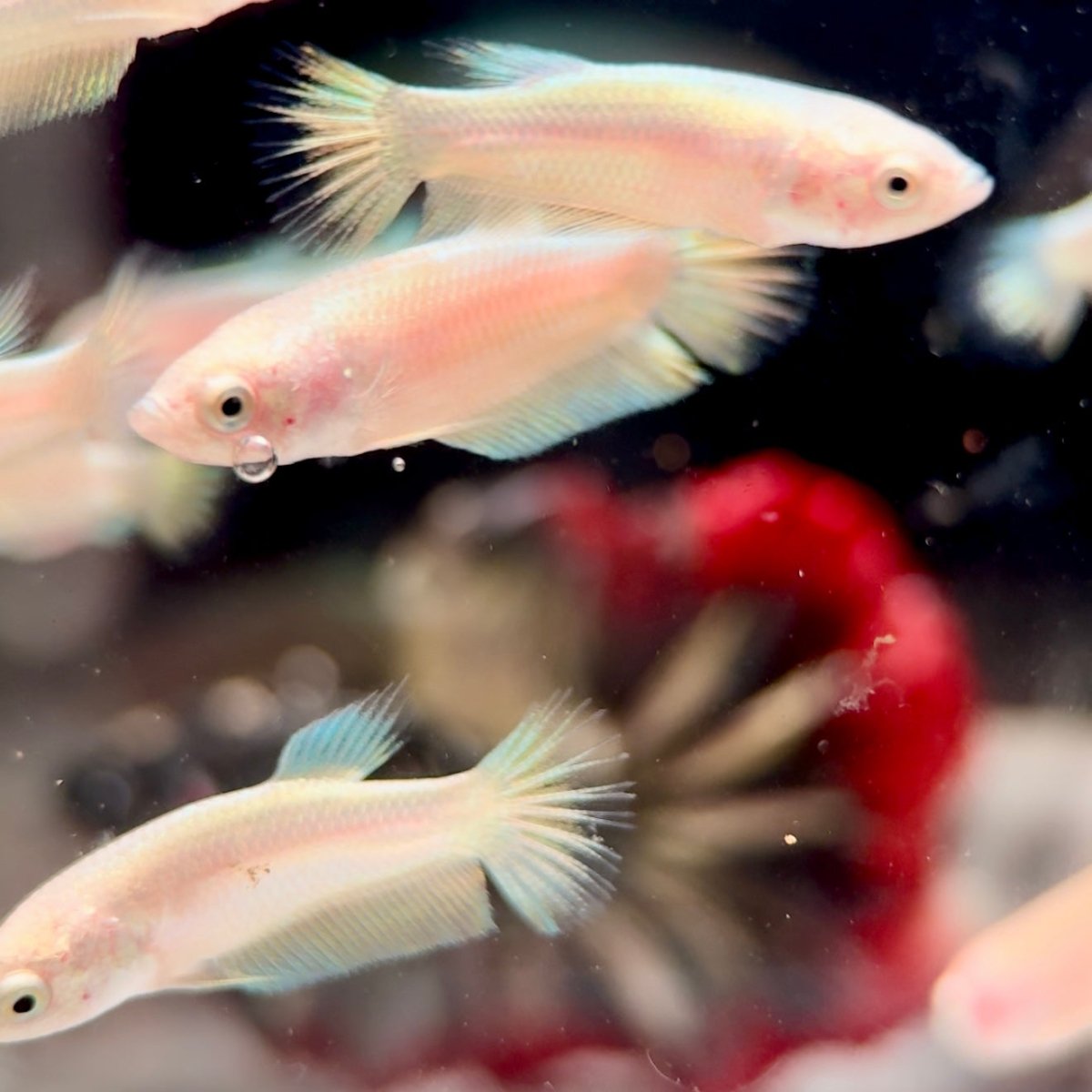 Plakat Super Gold Baby Betta