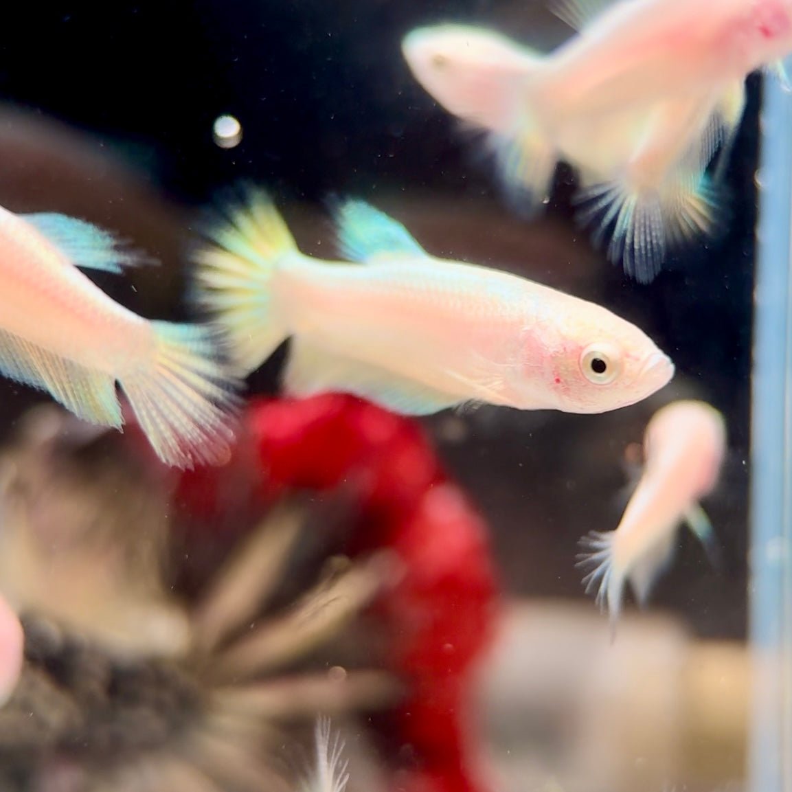 Plakat Super Gold Baby Betta