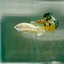 Plakat Super Gold Female Betta F10