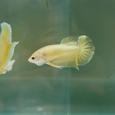 Plakat Super Gold Female Betta N52