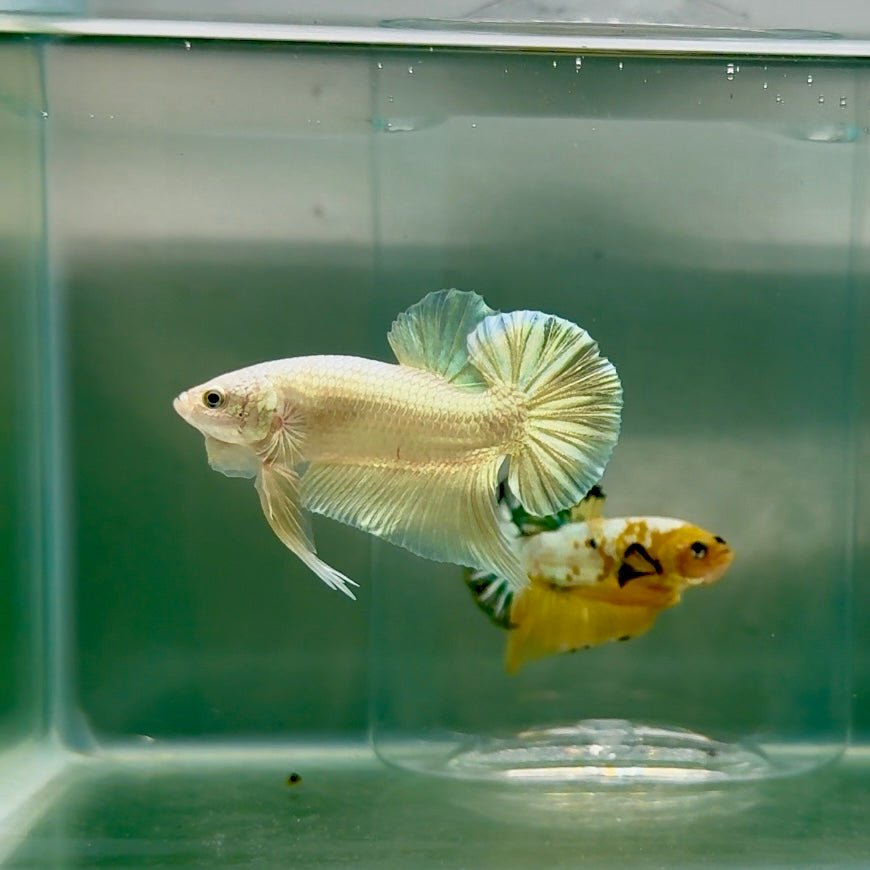 Plakat Super Gold Male Betta F09