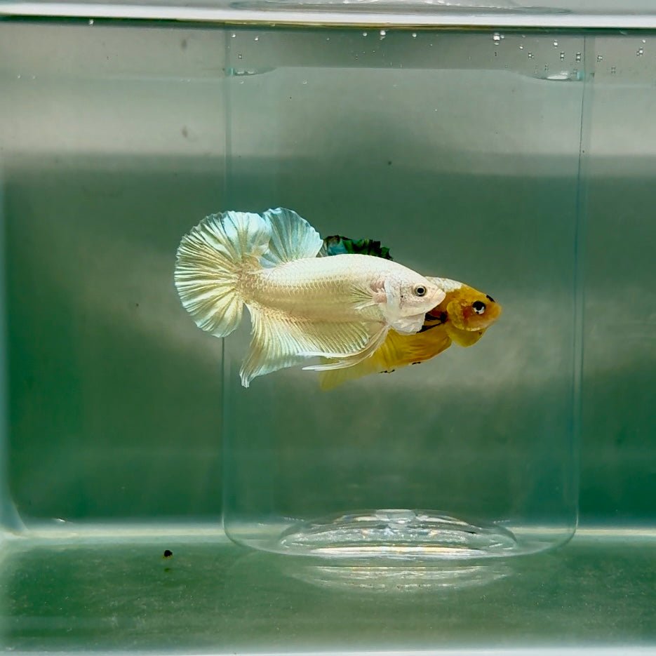 Plakat Super Gold Male Betta F09