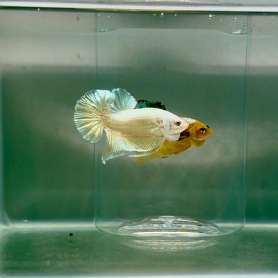 Plakat Super Gold Male Betta F09
