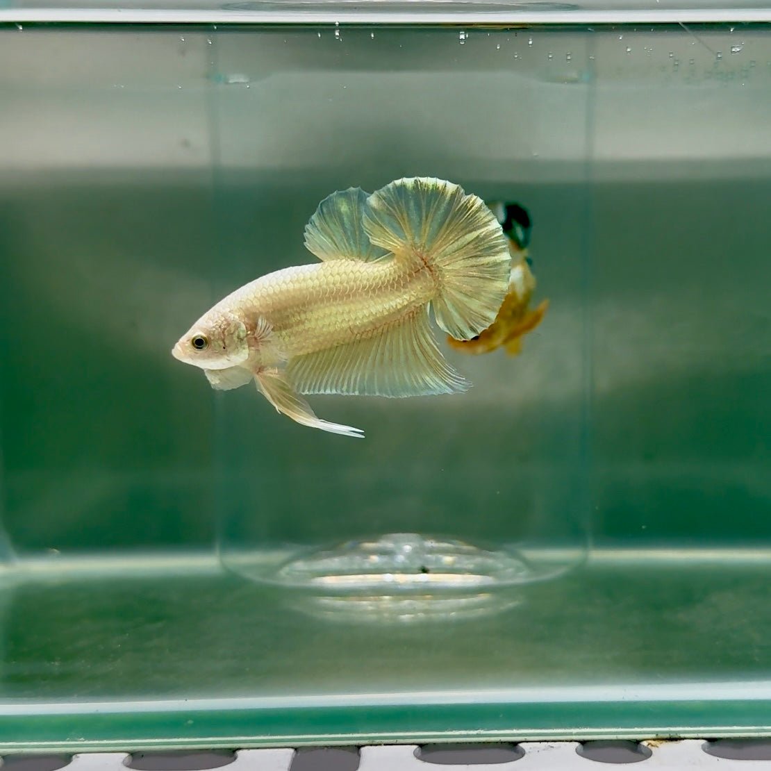 Plakat Super Gold Male Betta F09