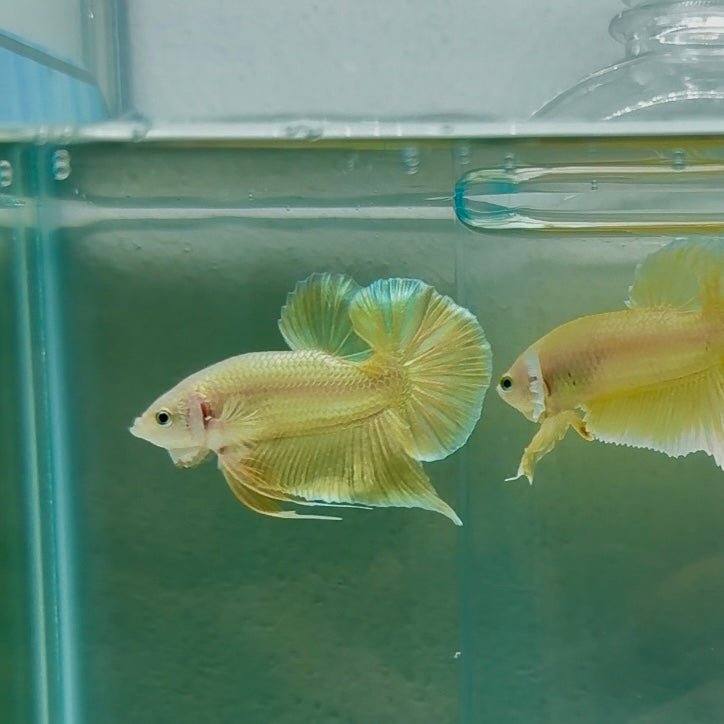 Plakat Super Gold Male Betta N51