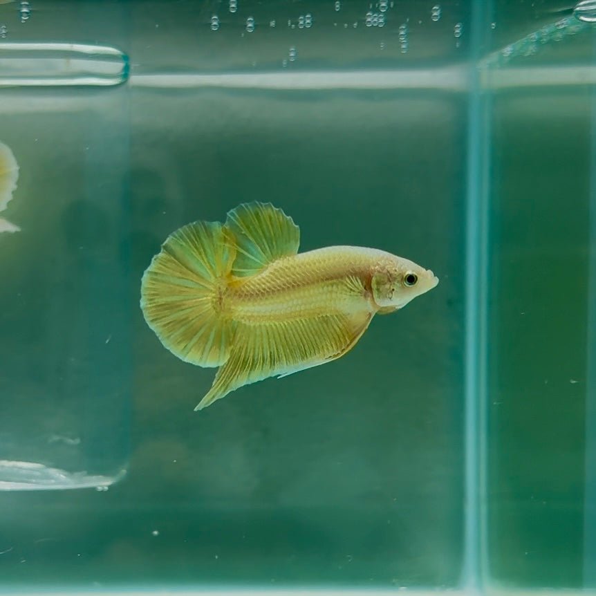 Plakat Super Gold Male Betta N51