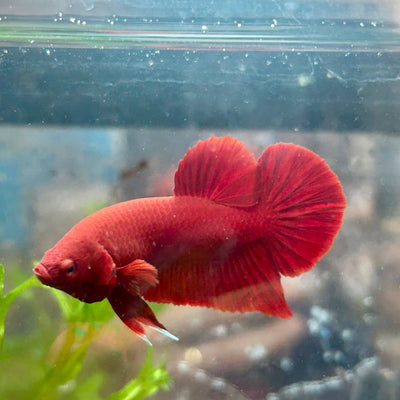 Plakat Super Red Indo Male Betta 016