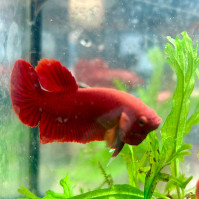 Plakat Super Red Indo Male Betta 016