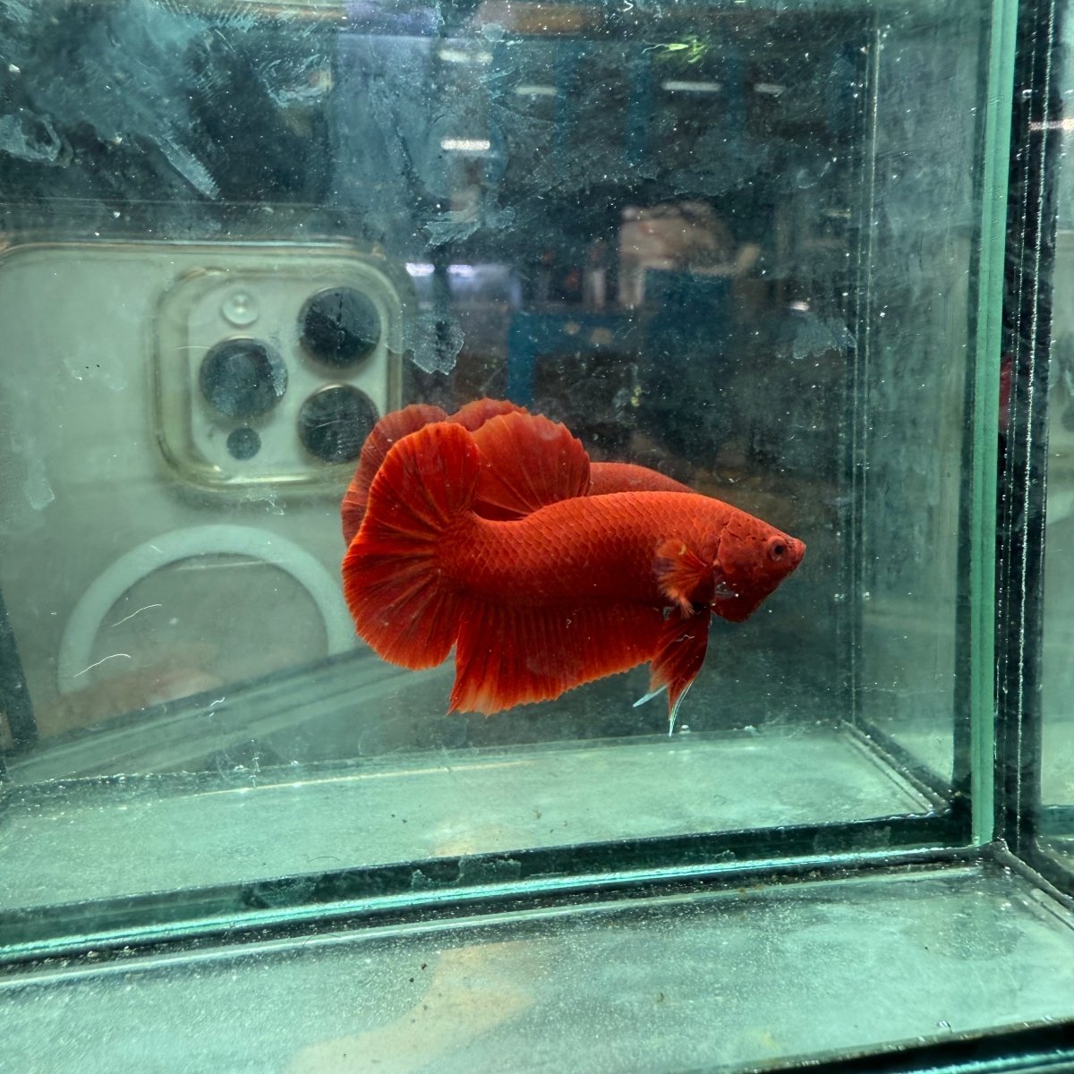 Plakat Super Red Indo Male Betta 095