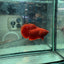 Plakat Super Red Indo Male Betta 095