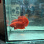 Plakat Super Red Indo Male Betta 095