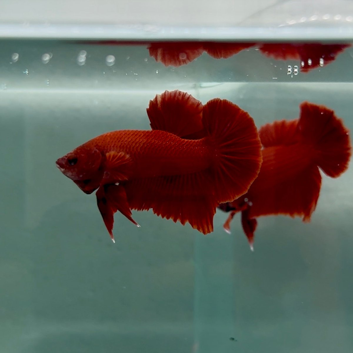 Plakat Super Red Male Betta #M140
