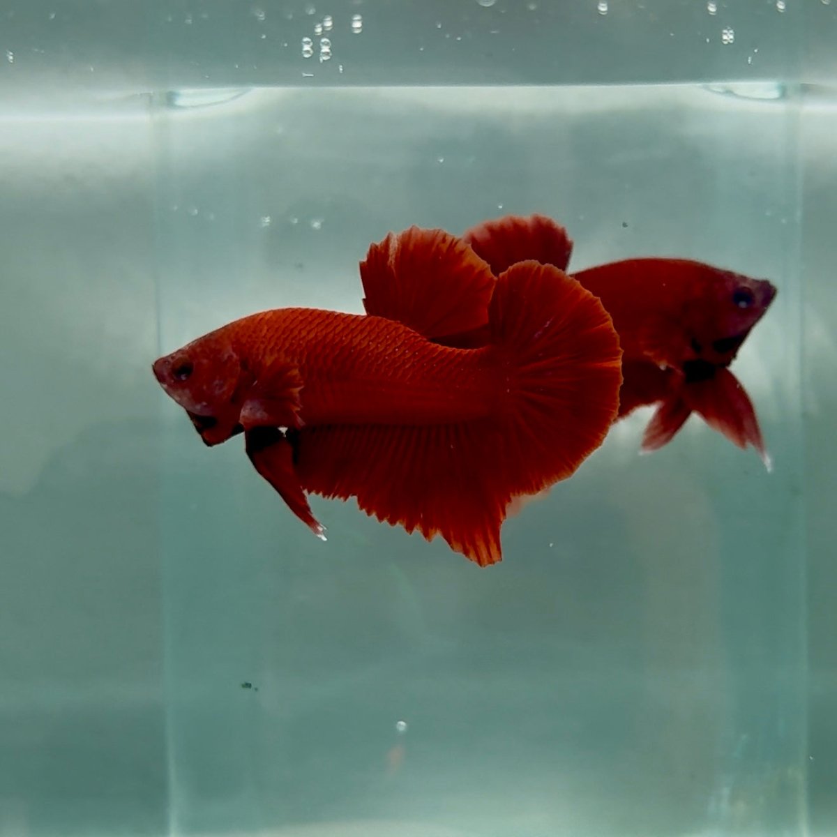 Plakat Super Red Male Betta #M140