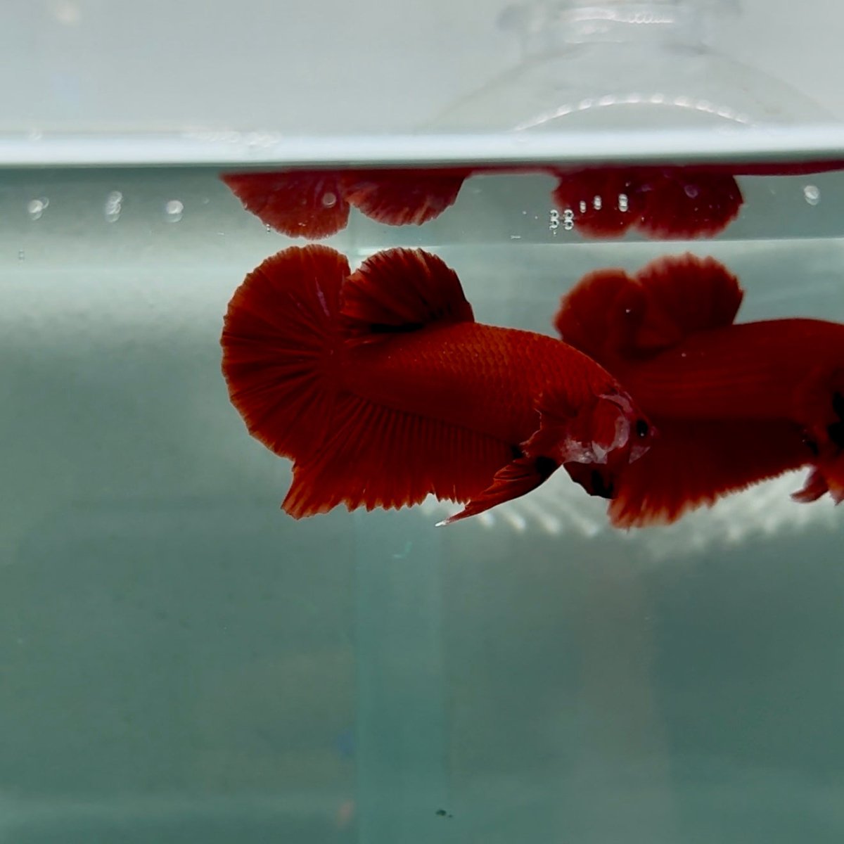 Plakat Super Red Male Betta #M140