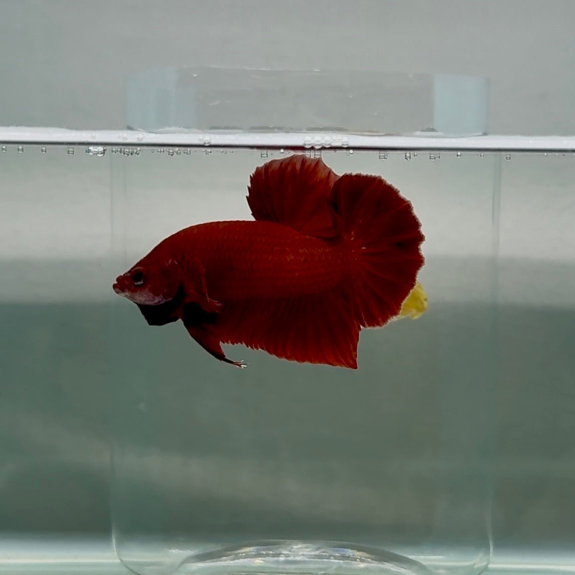 Póster Mascota Roja Turquesa - Betta Macho #Au51