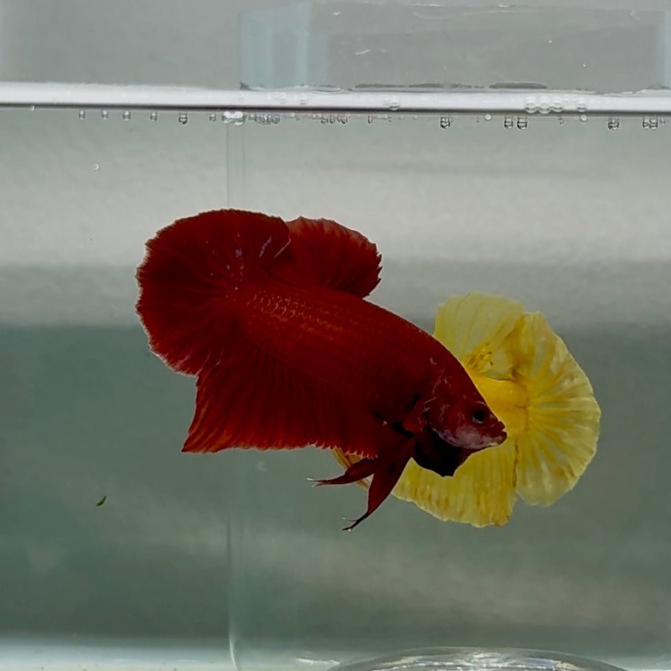 Póster Mascota Roja Turquesa - Betta Macho #Au51