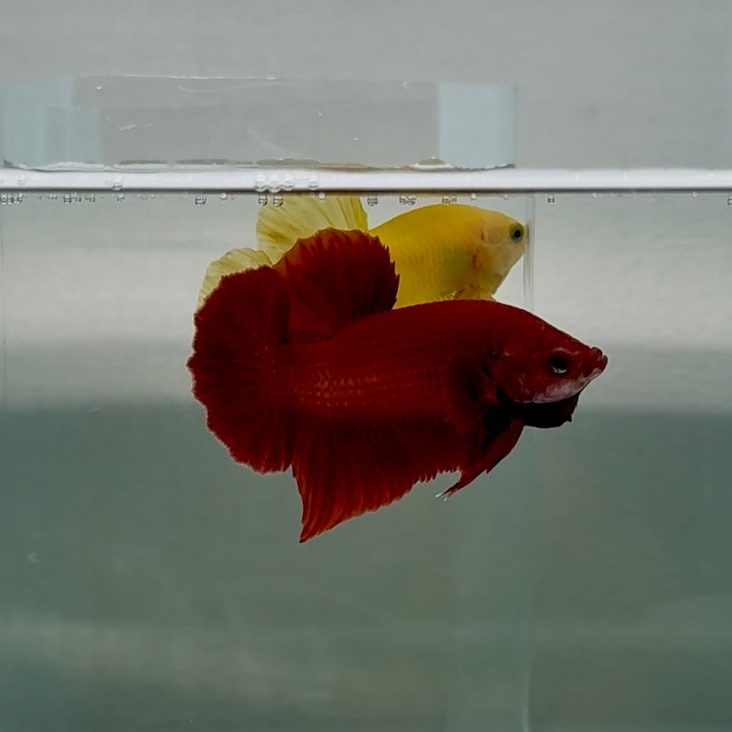 Póster Mascota Roja Turquesa - Betta Macho #Au51