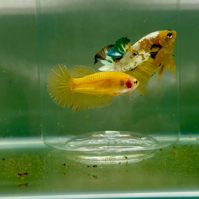 Plakat Super Yellow Female Betta F31