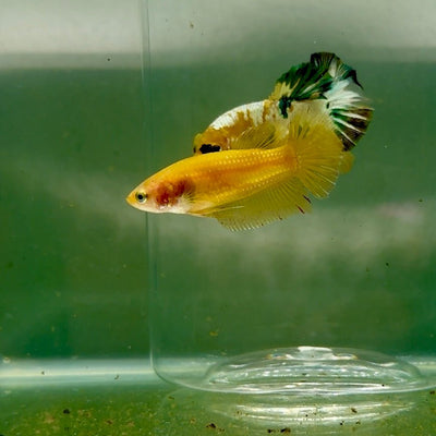 Plakat Super Yellow Female Betta F31