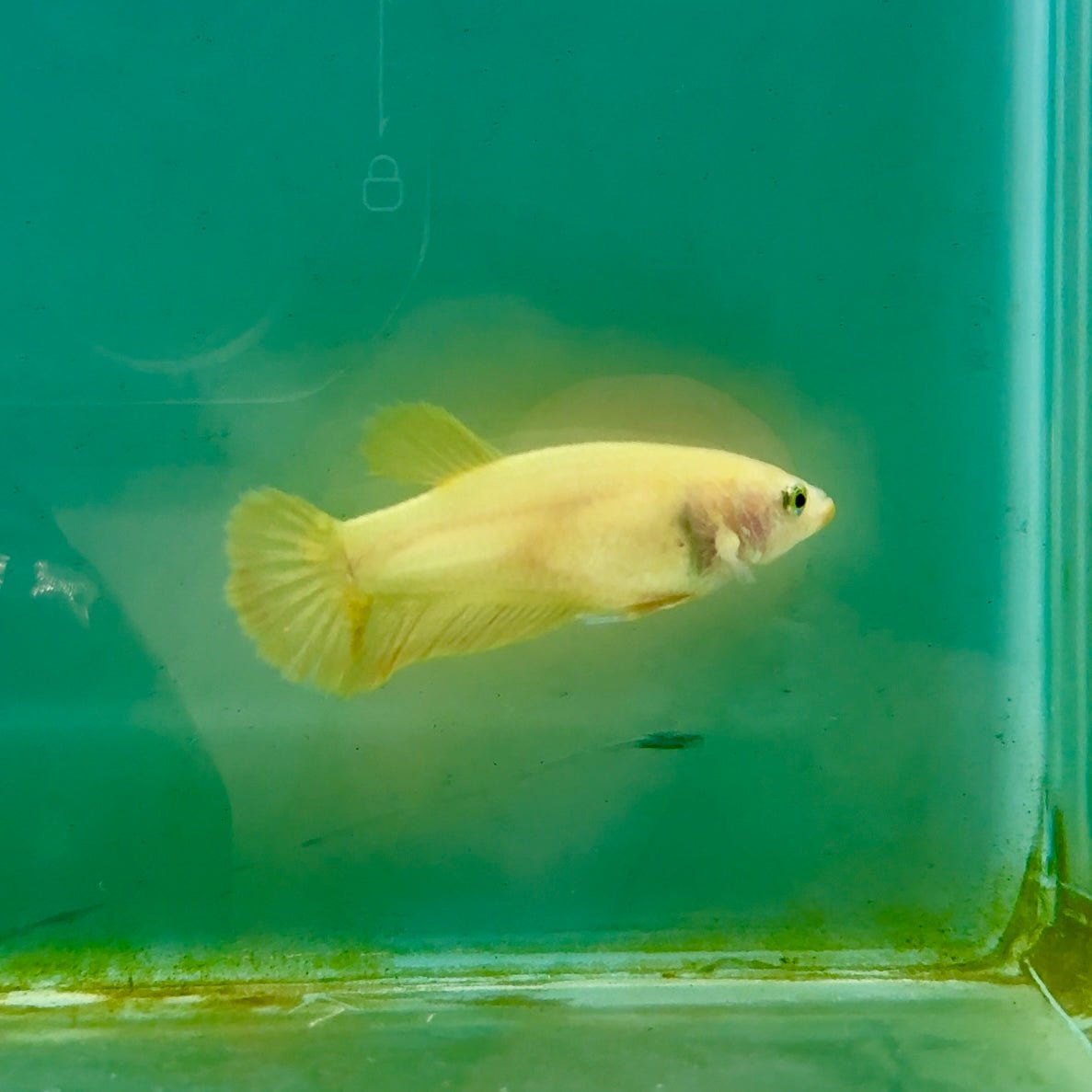 Plakat Super Yellow Female Betta Ma38