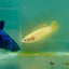 Plakat Super Yellow Female Betta Ma38