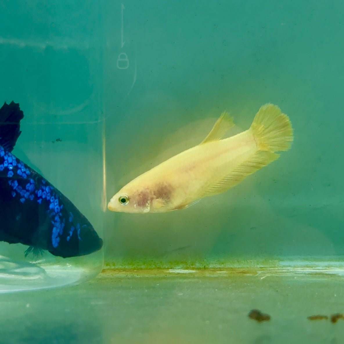 Plakat Super Yellow Female Betta Ma38