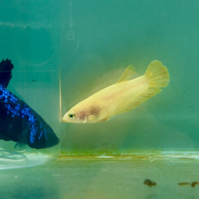 Plakat Super Yellow Female Betta Ma38