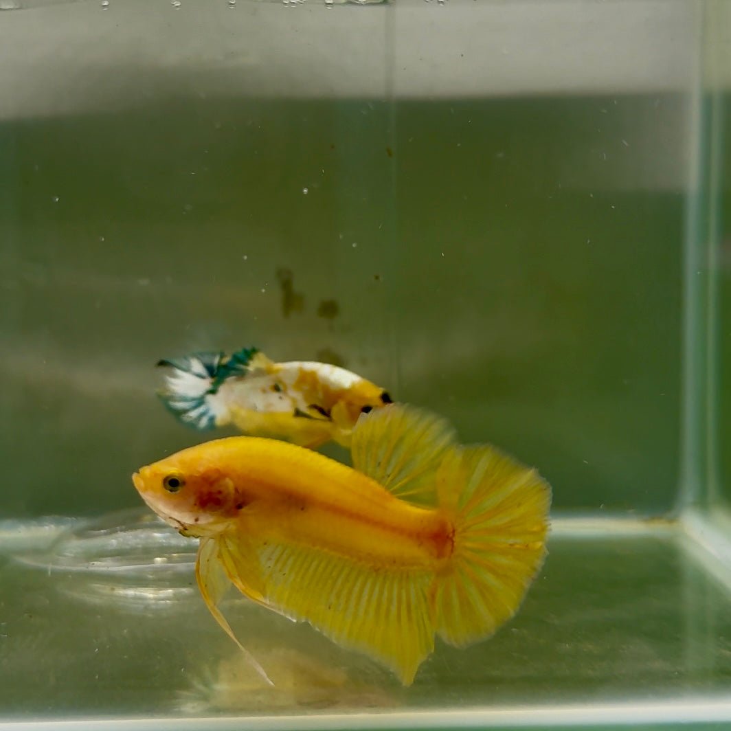 Plakat Super Yellow Male Betta F22