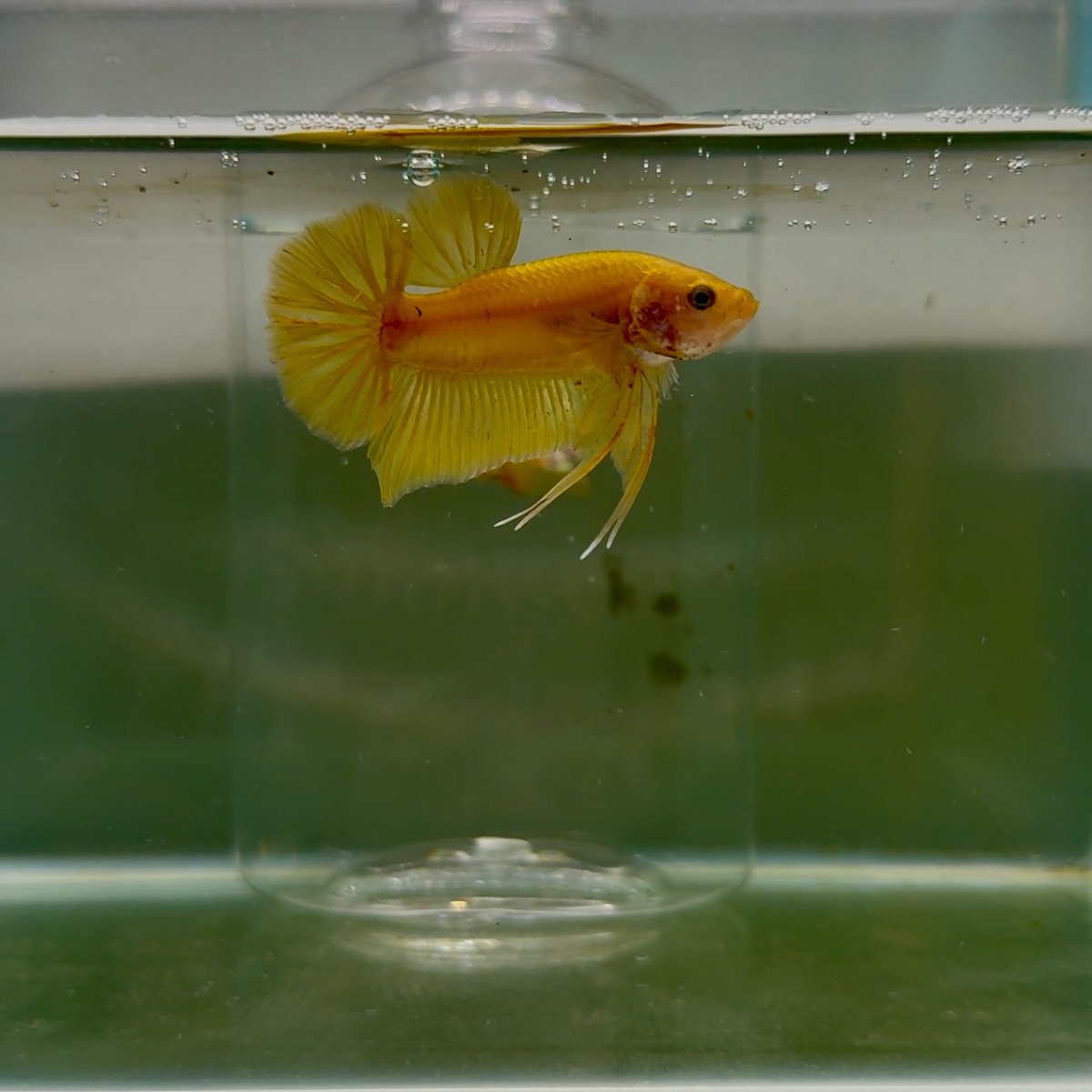 Plakat Super Yellow Male Betta F22