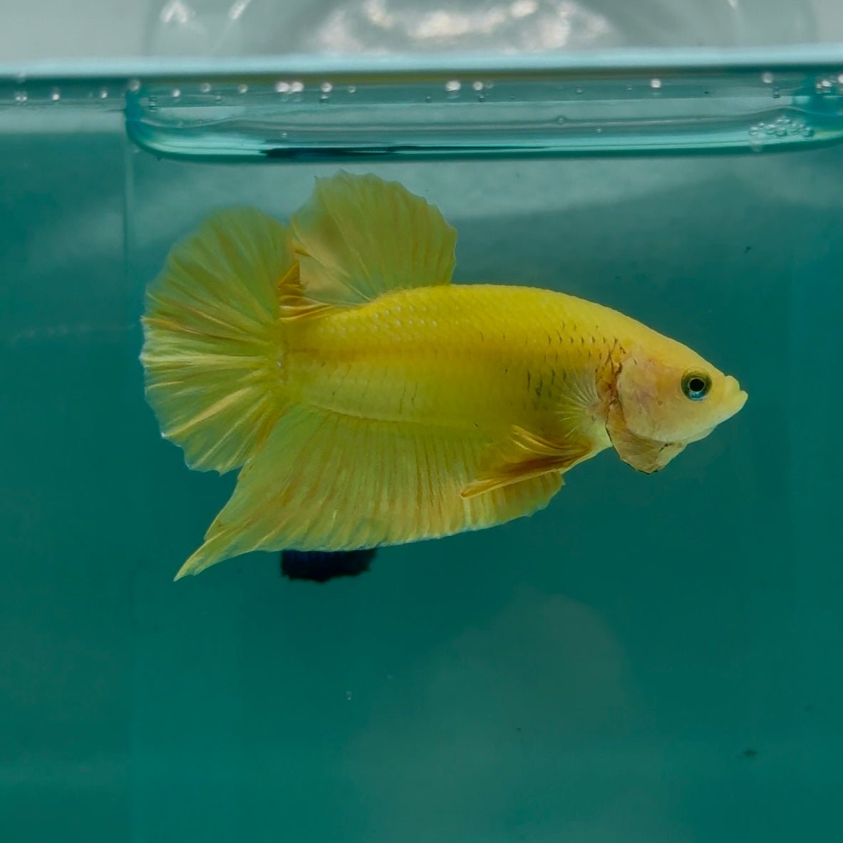 Plakat Super Yellow Male Betta Ma37