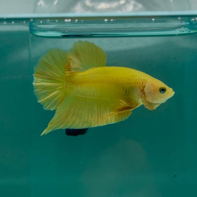 Plakat Super Yellow Male Betta Ma37