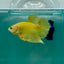 Plakat Super Yellow Male Betta Ma37