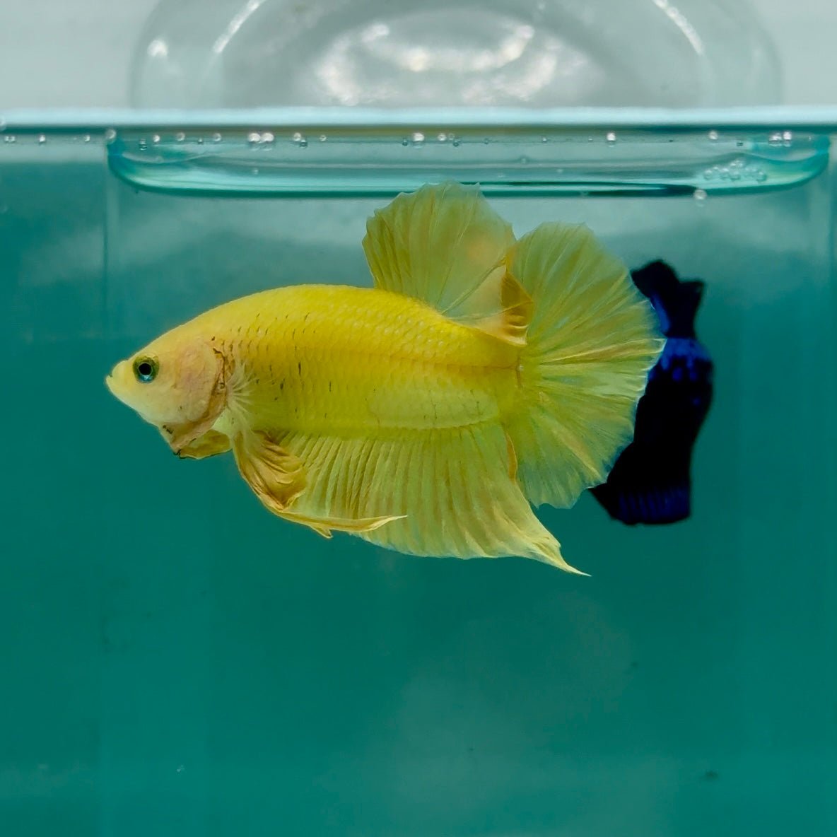 Plakat Super Yellow Male Betta Ma37