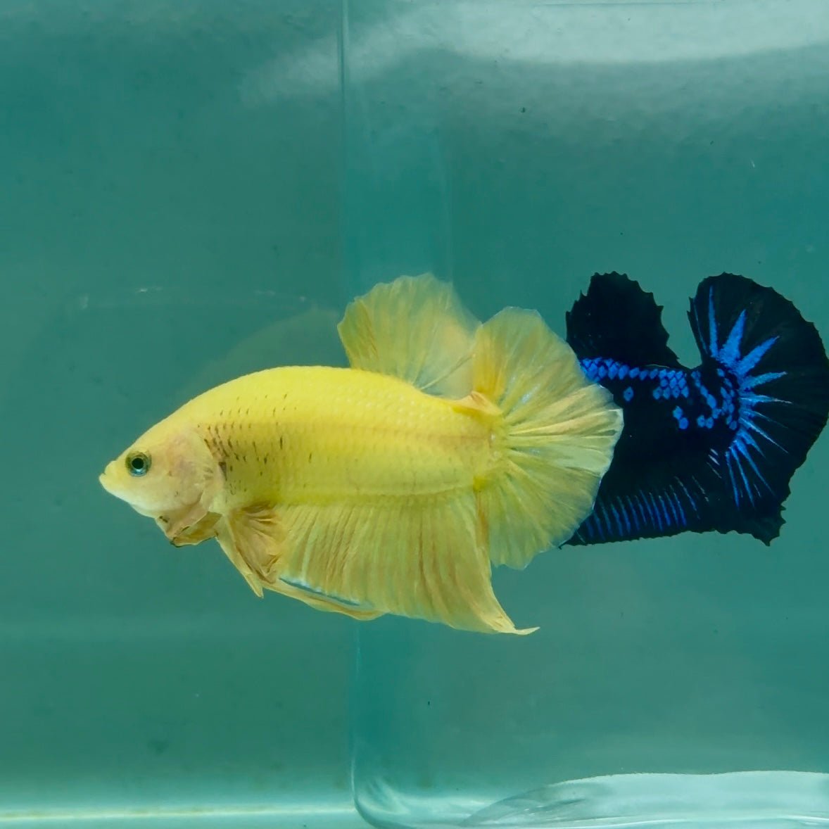 Plakat Super Yellow Male Betta Ma37