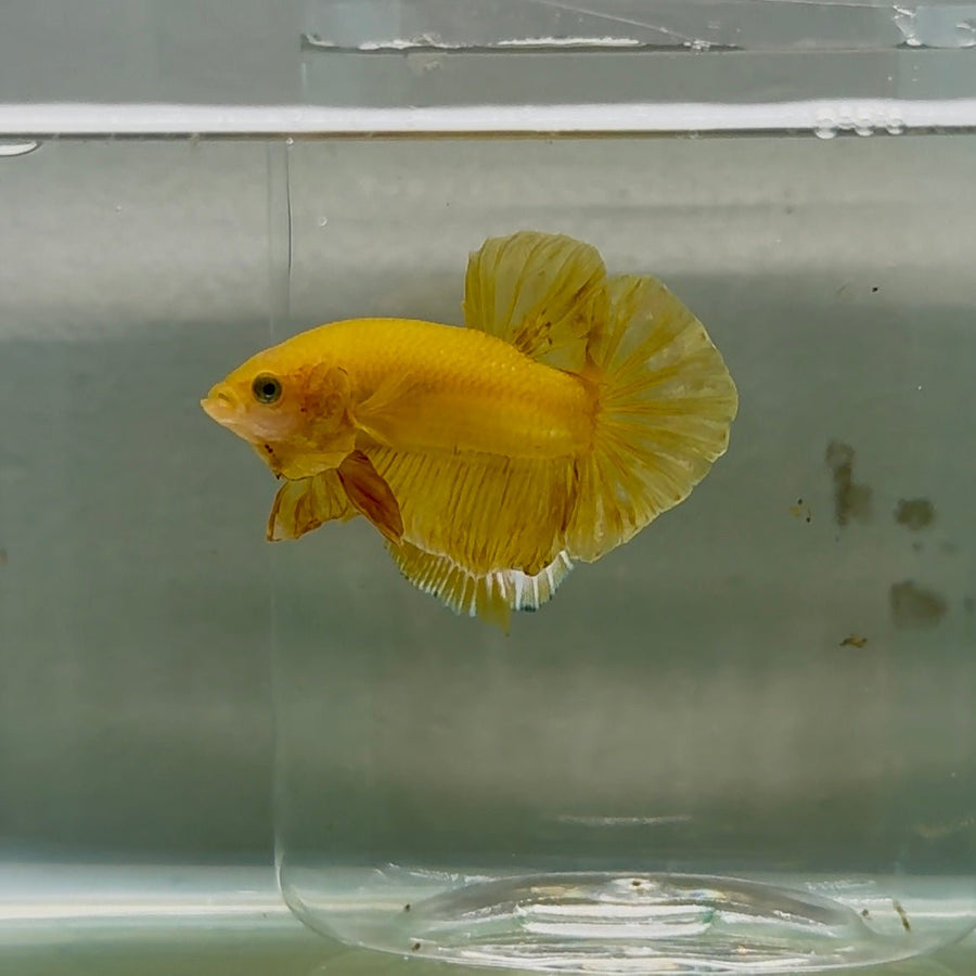Plakat Super Yellow Male Betta #Oc25 Live Betta Fish Male betta