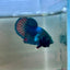 Plakat Turquoise Hulk Male Betta 089