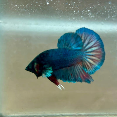 Plakat Turquoise Hulk Male Betta 089