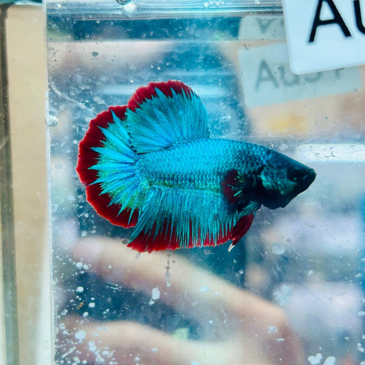 Plakat Turquoise Red Mascot - Male Betta #Au51