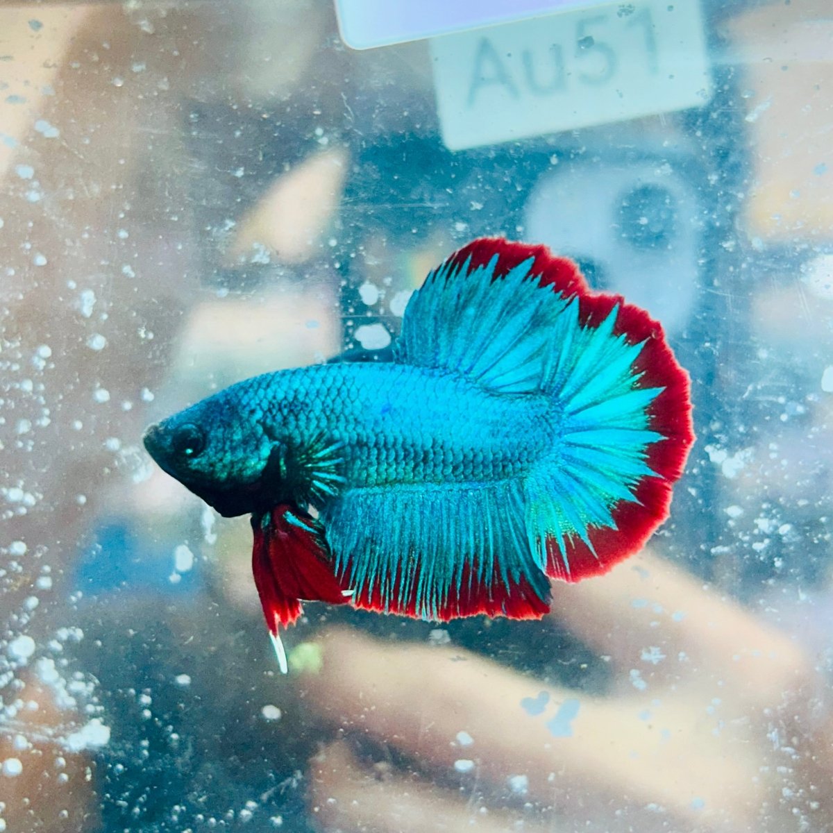Plakat Turquoise Red Mascot - Male Betta #Au51