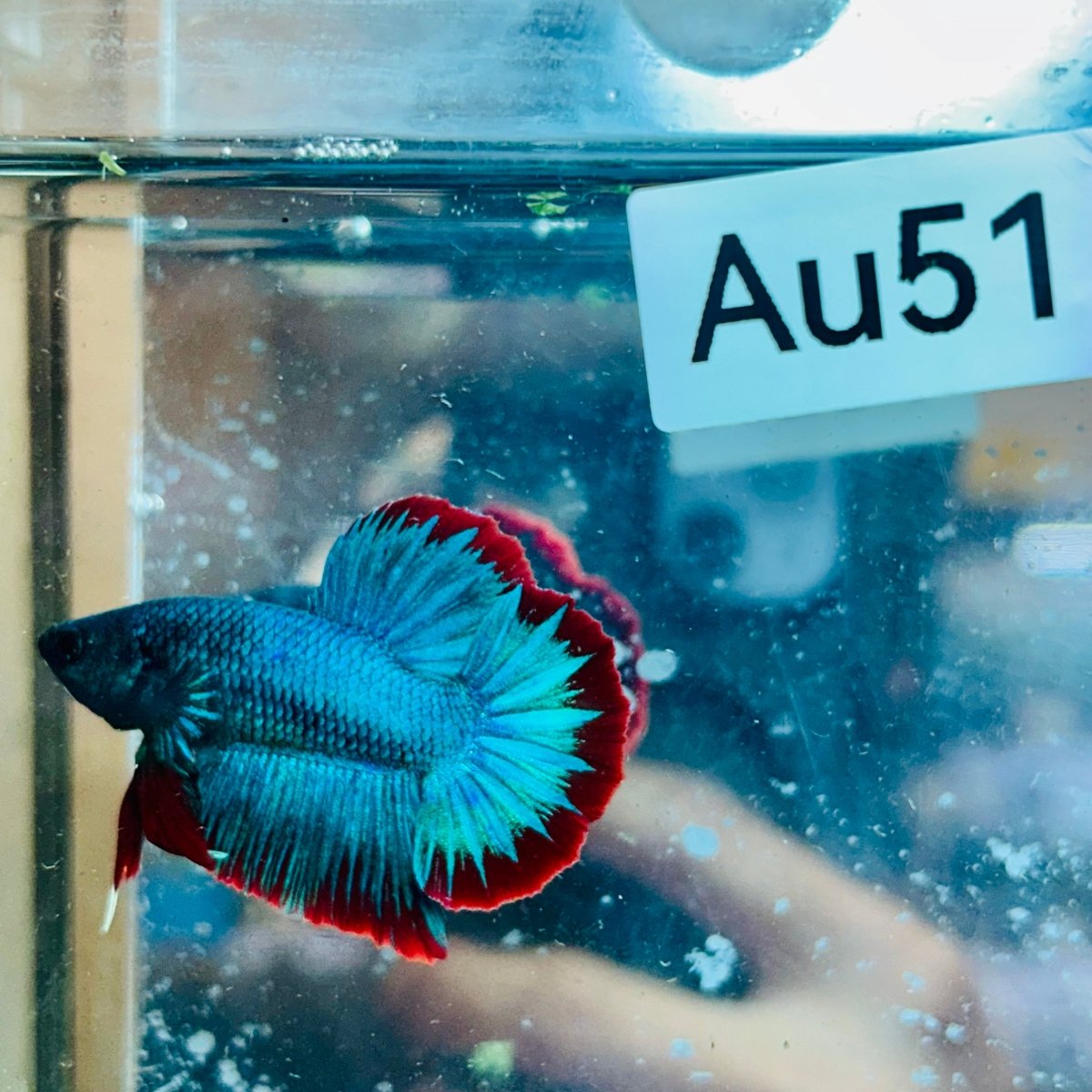 Plakat Turquoise Red Mascot - Male Betta #Au51