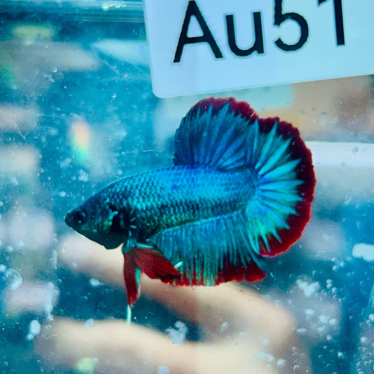 Plakat Turquoise Red Mascot - Male Betta #Au51