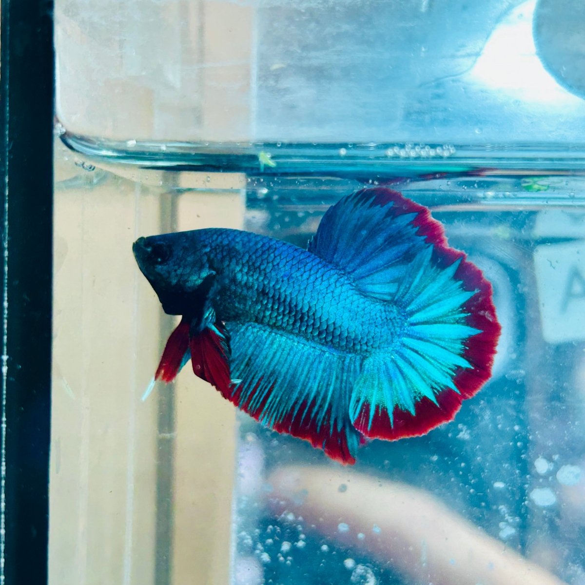 Plakat Turquoise Red Mascot - Male Betta #Au51