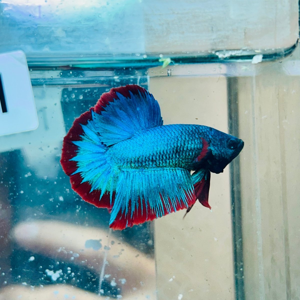 Plakat Turquoise Red Mascot - Male Betta #Au51