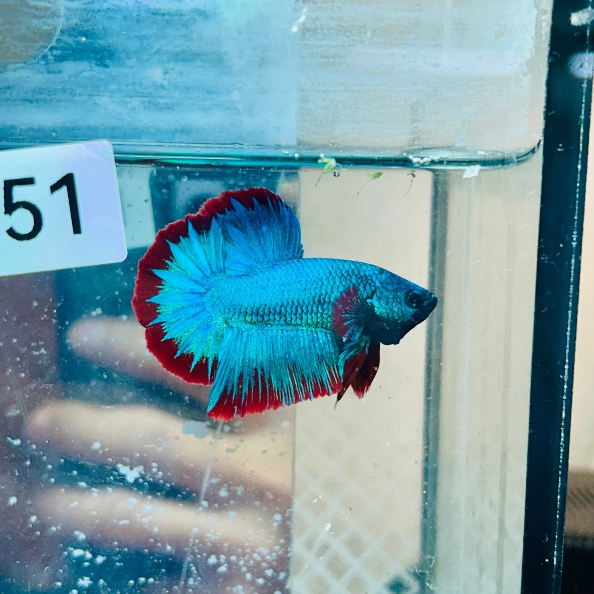 Plakat Turquoise Red Mascot - Male Betta #Au51