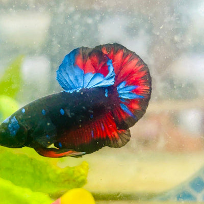 Plakat Vampire Avarta Male Betta 020