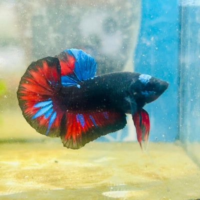 Plakat Vampire Avarta Male Betta 020