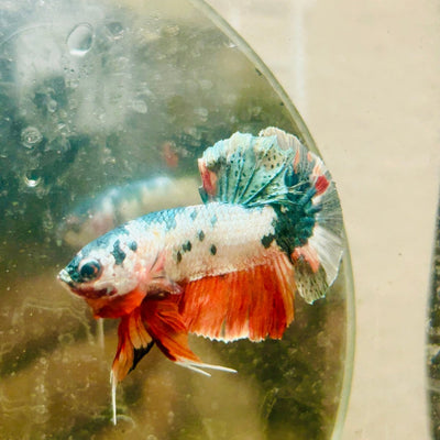Plakat White Copper Koi Male Betta 103