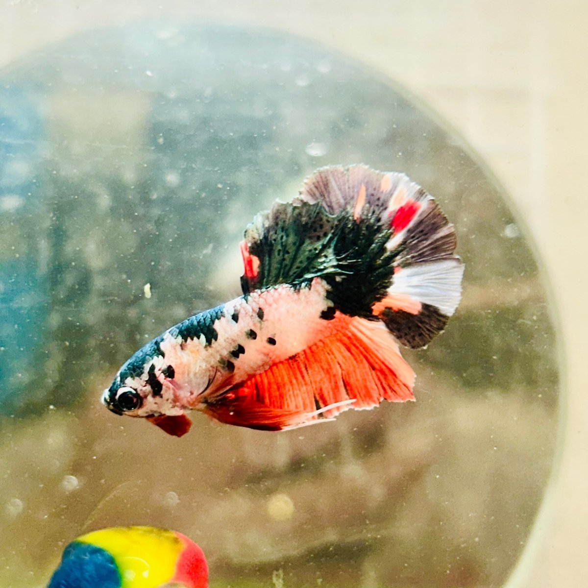 Plakat White Copper Koi Male Betta 103