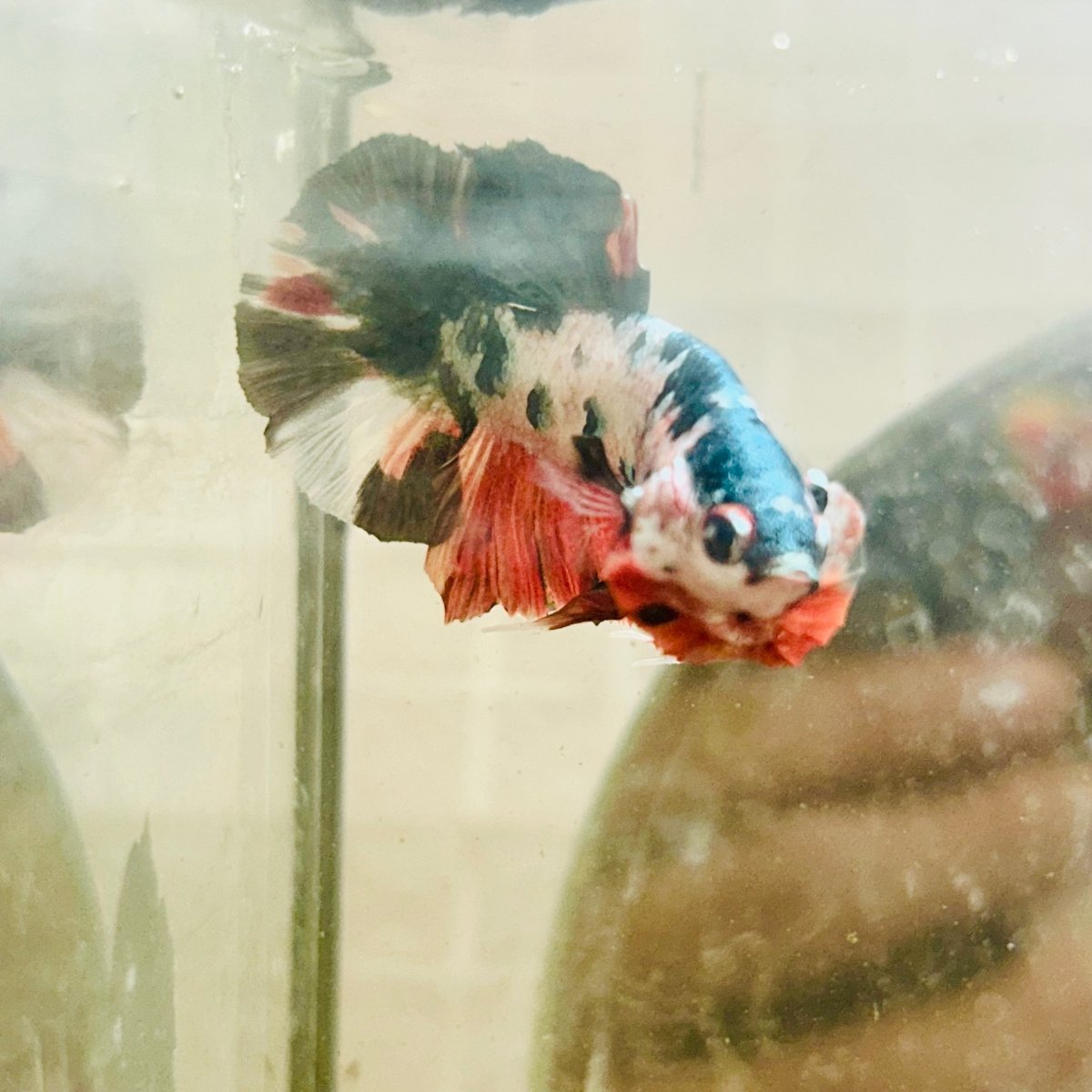 Plakat White Copper Koi Male Betta 103