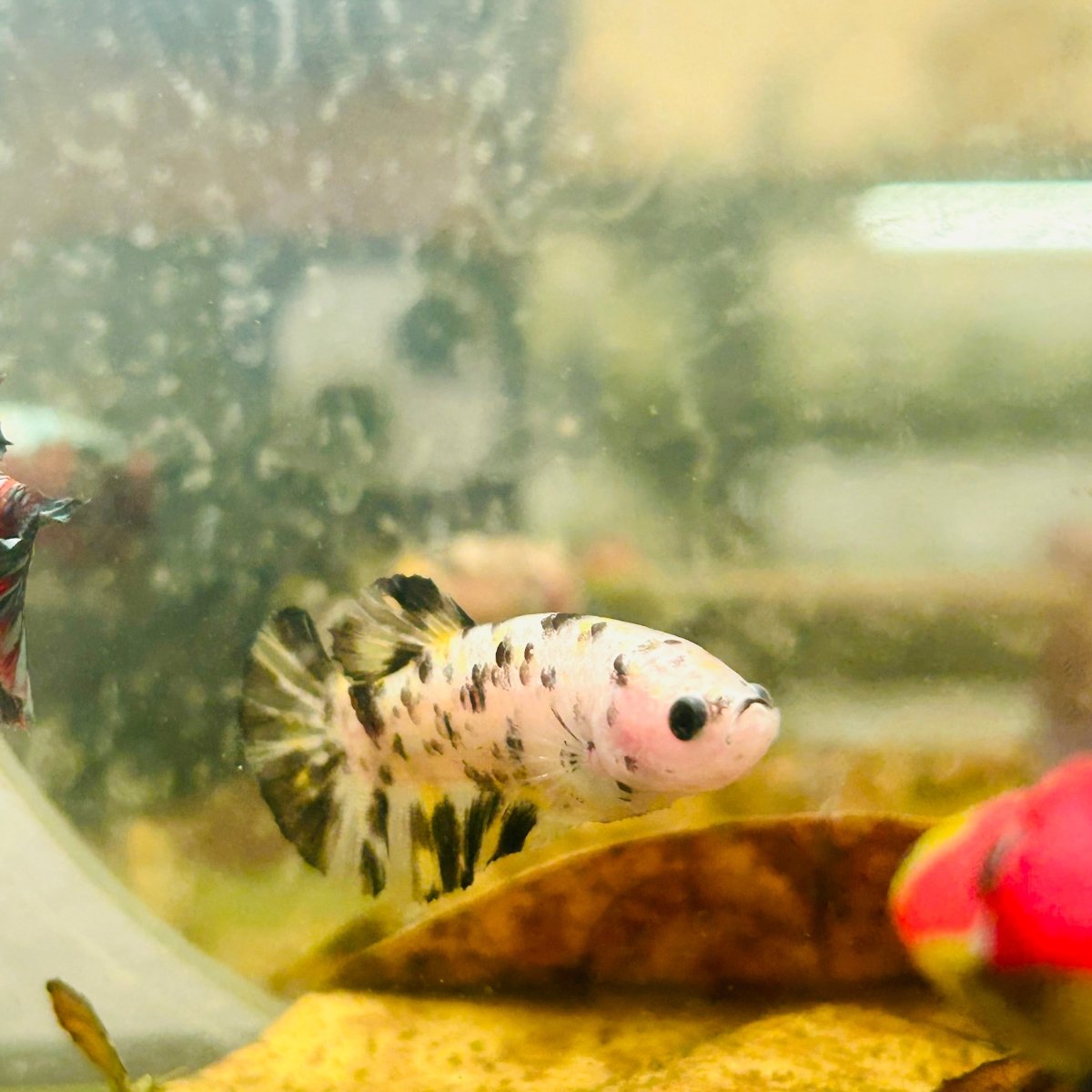 Plakat White Dot Metallic Female Betta D34